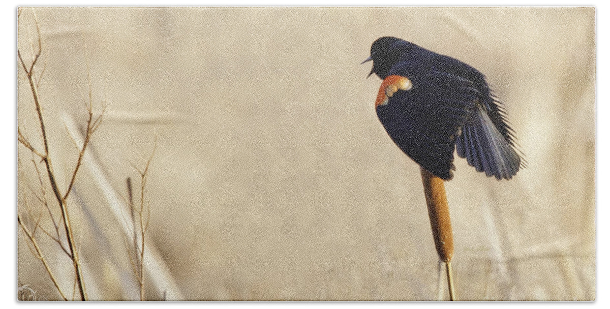 Red-winged Blackbird Beach Towel featuring the photograph My Marsh by Jan Killian