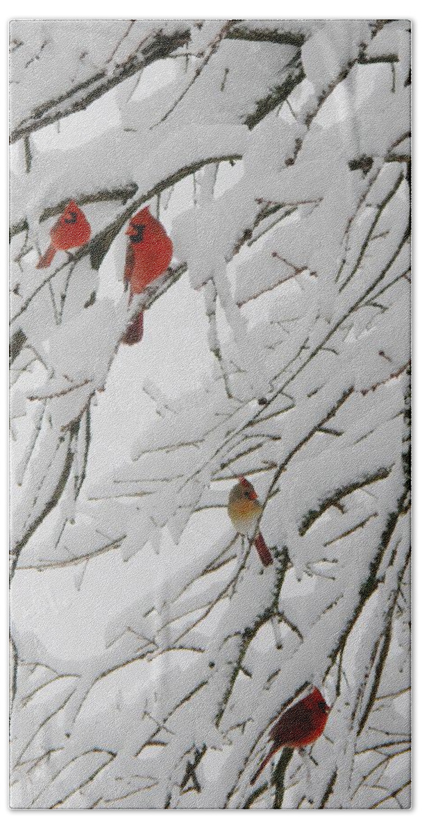 Red Birds Beach Towel featuring the photograph Nature's Christmas Ornaments by Shannon Story