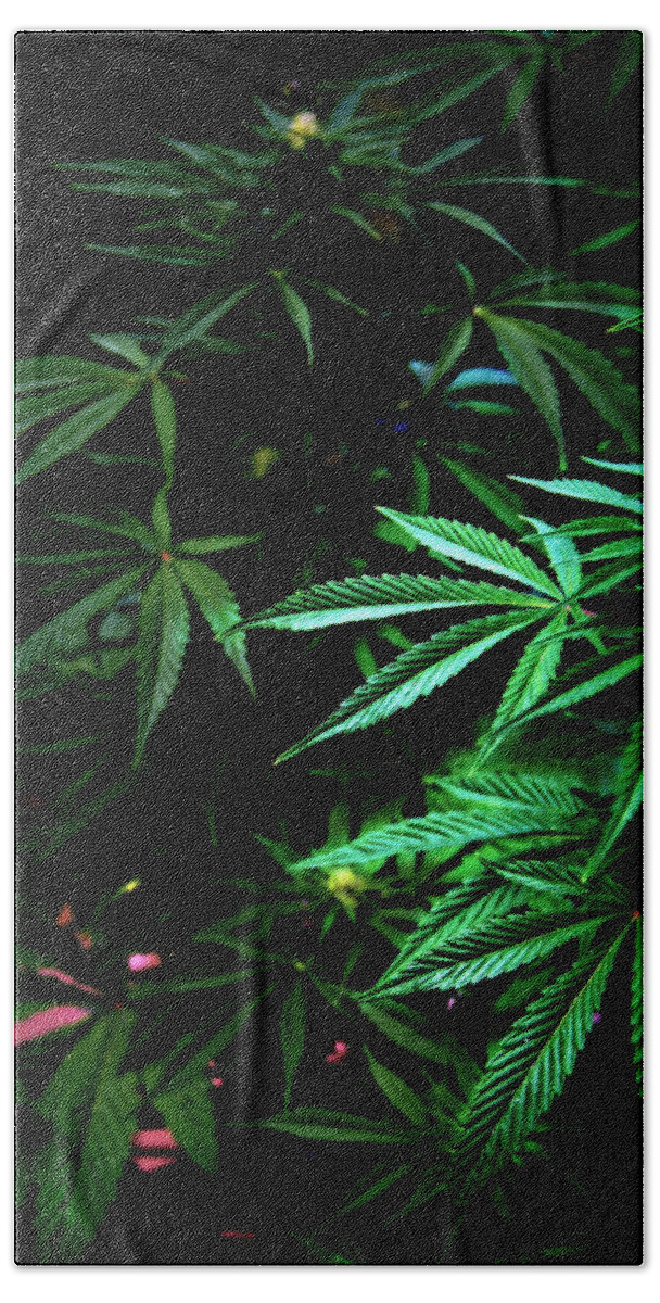 Mmj Beach Towel featuring the photograph Nature's Medicine by Jeanette C Landstrom