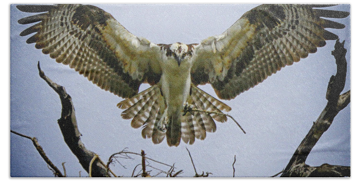 Osprey Beach Towel featuring the photograph Nest Building by Barbara Bowen