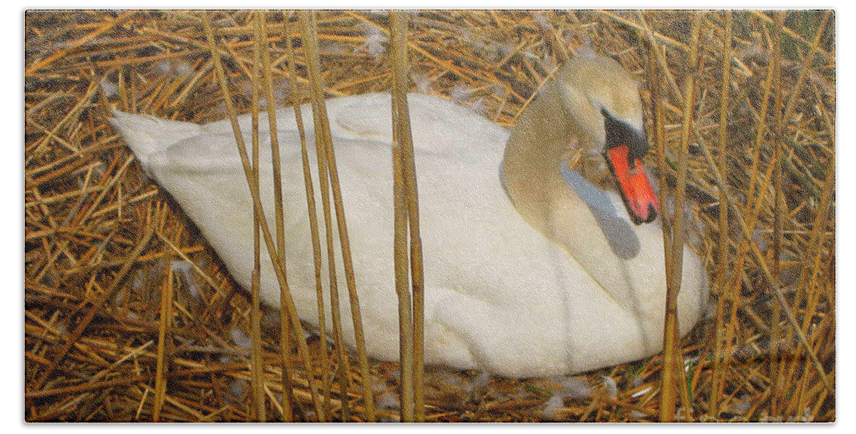 Swan Beach Towel featuring the photograph Nesting Swan by Judy Palkimas