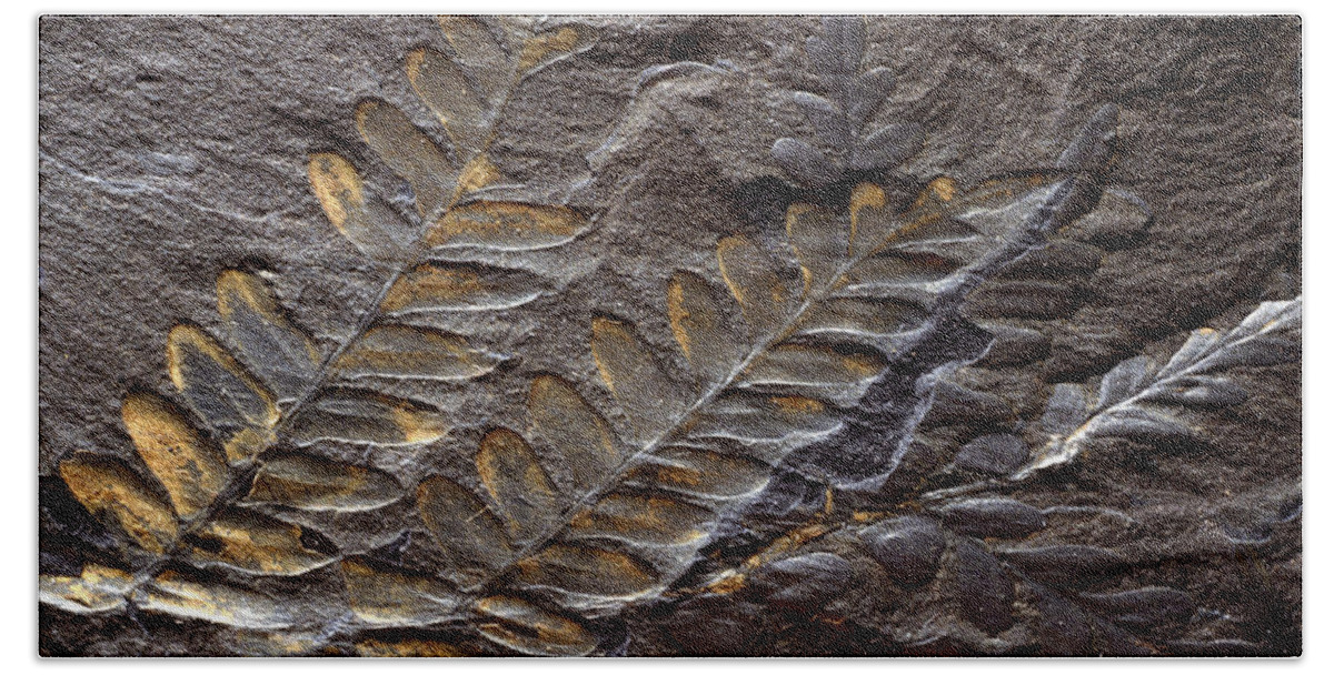 Ancient Beach Towel featuring the photograph Neuropteris Fossil by Theodore Clutter