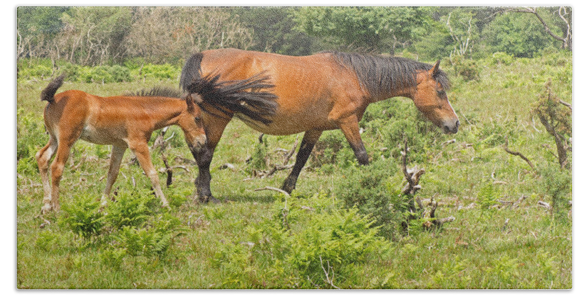 Wildlife Beach Sheet featuring the photograph New Forest Pony and Foal by Tony Murtagh