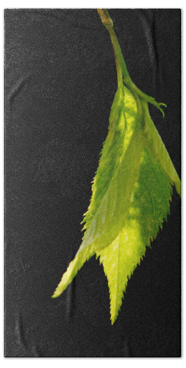Leaf Beach Towel featuring the photograph New Life by Ron Roberts