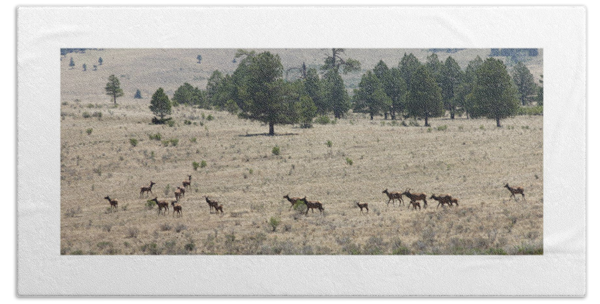 Wild Life Photography By Jack Pumphrey Beach Towel featuring the photograph New Mexico Elk Herd by Jack Pumphrey