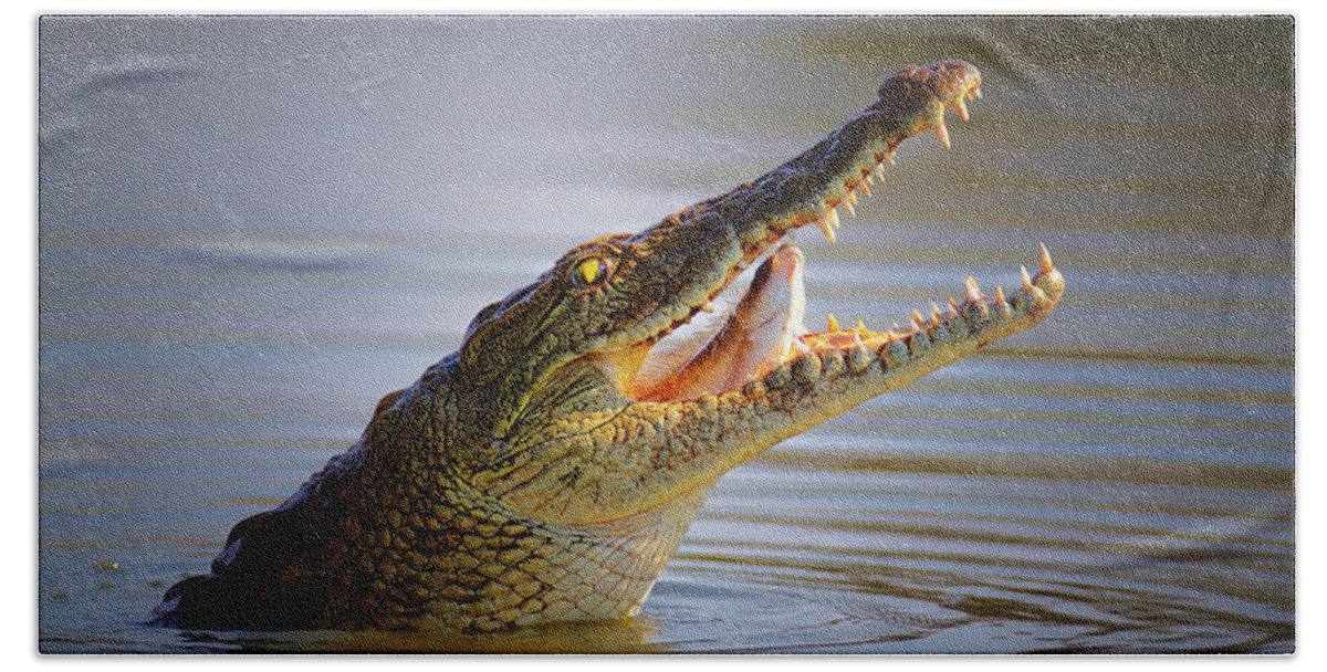 Crocodile Beach Sheet featuring the photograph Nile crocodile swollowing fish by Johan Swanepoel