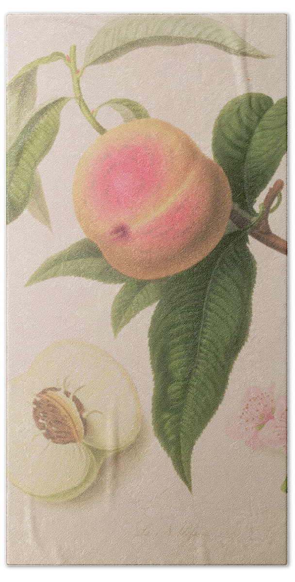 Fruit Beach Sheet featuring the painting Noblesse Peach by William Hooker