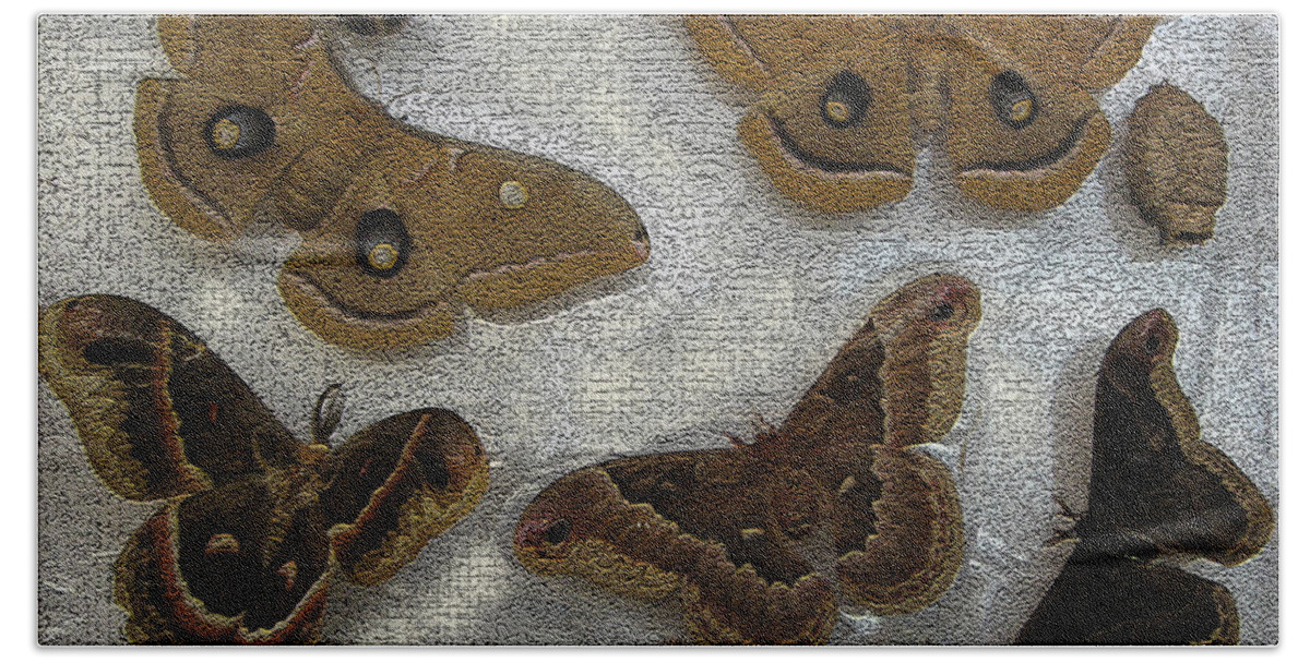 Polyphemus Female Beach Towel featuring the photograph North American Large Moth Collection by Conni Schaftenaar