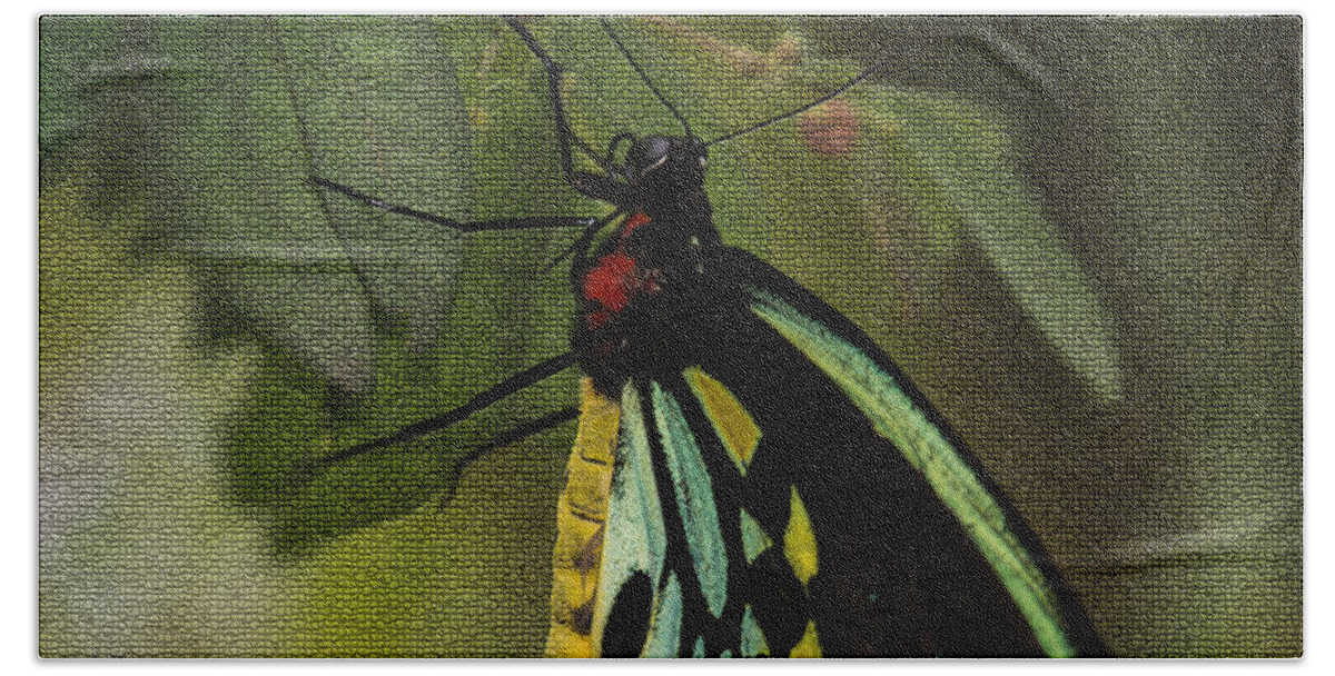 Penny Lisowski Beach Towel featuring the photograph Northern Butterfly by Penny Lisowski