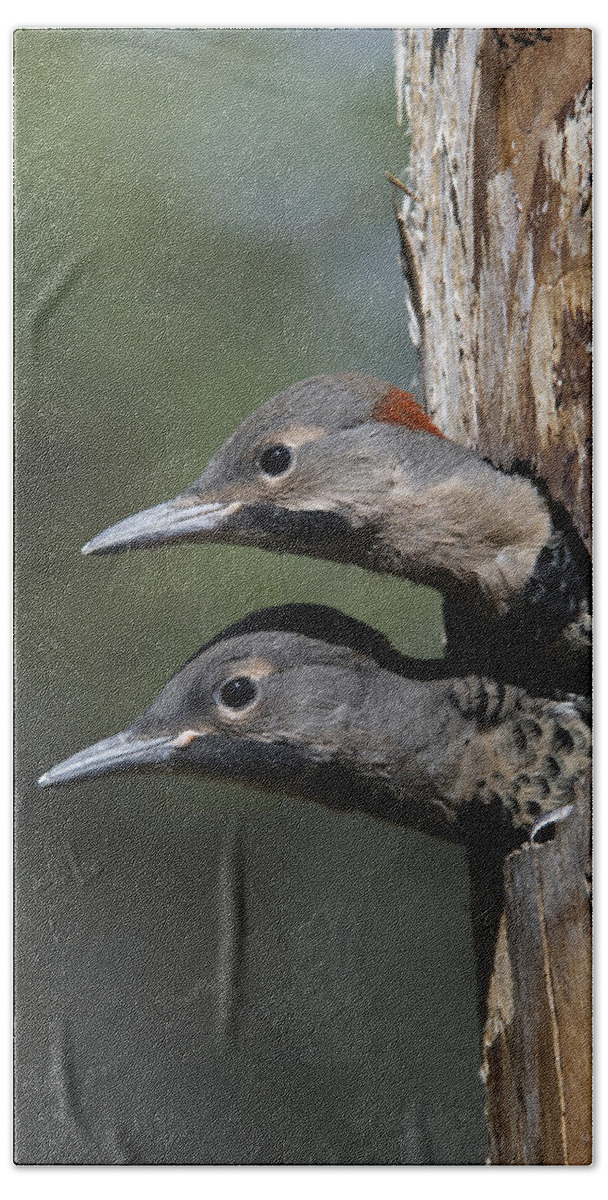 Michael Quinton Beach Towel featuring the photograph Northern Flicker Chicks In Nest Cavity by Michael Quinton