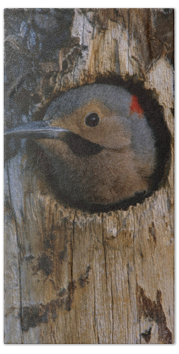 Feb0514 Beach Towel featuring the photograph Northern Flicker In Nest Cavity Alaska by Michael Quinton
