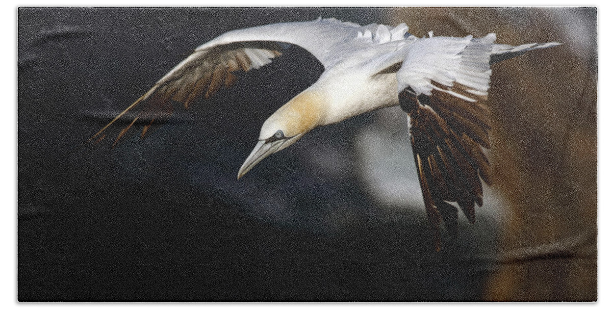 Sea Bird Beach Towel featuring the photograph Northern Gannet by Grant Glendinning