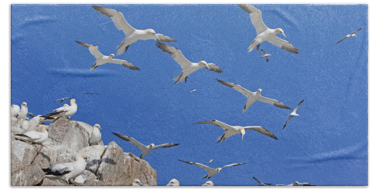 Flpa Beach Towel featuring the photograph Northern Gannets Colony Great Saltee by Dickie Duckett