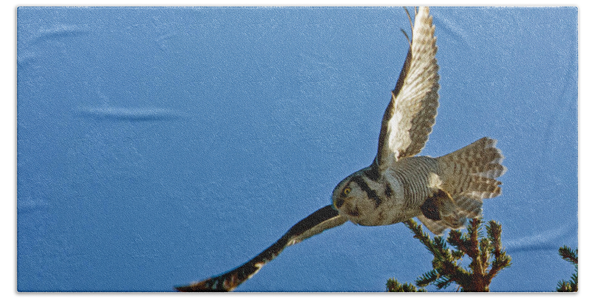 Northern Hawk Owl Beach Towel featuring the photograph Northern Hawk Owl flying with its capture by Torbjorn Swenelius