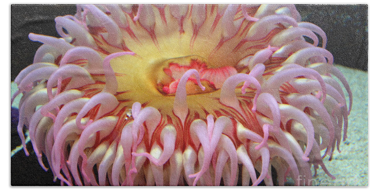 Northern Red Anemone Beach Sheet featuring the photograph Northern Red Anemone by Robert Meanor