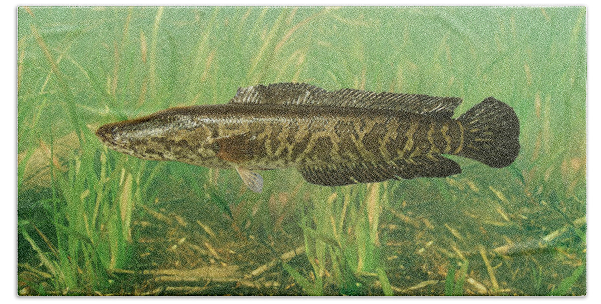 Animal Beach Towel featuring the photograph Northern Snakehead by USGS and USFWS/ Science Source