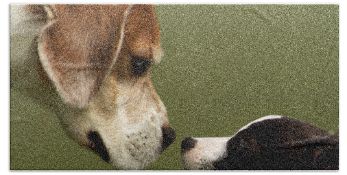 Dog Beach Sheet featuring the photograph Nose To Nose Dogs 2 by Linsey Williams