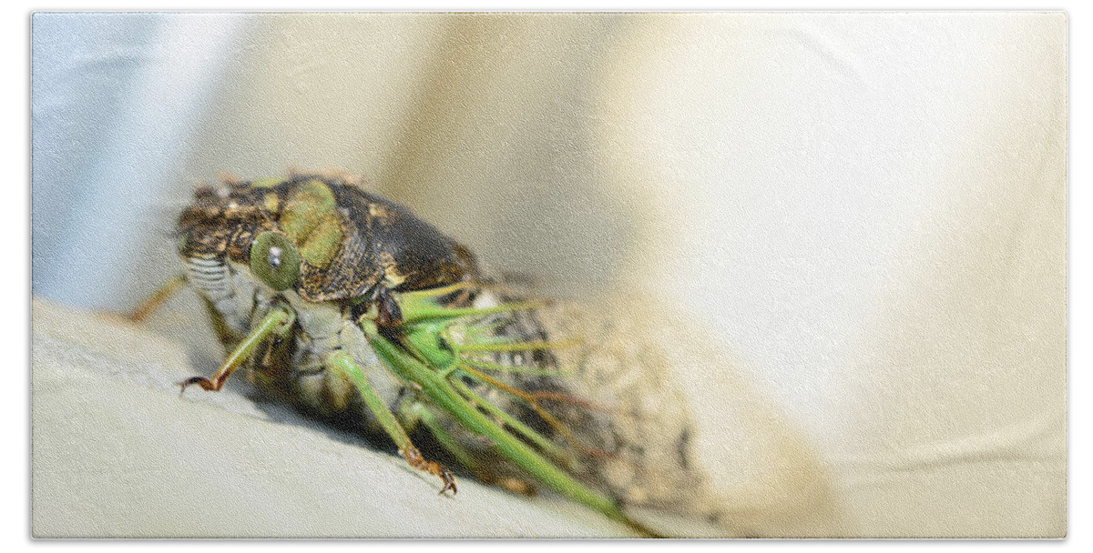 Cicada Beach Towel featuring the photograph Not A Cute Bug by Lori Tambakis