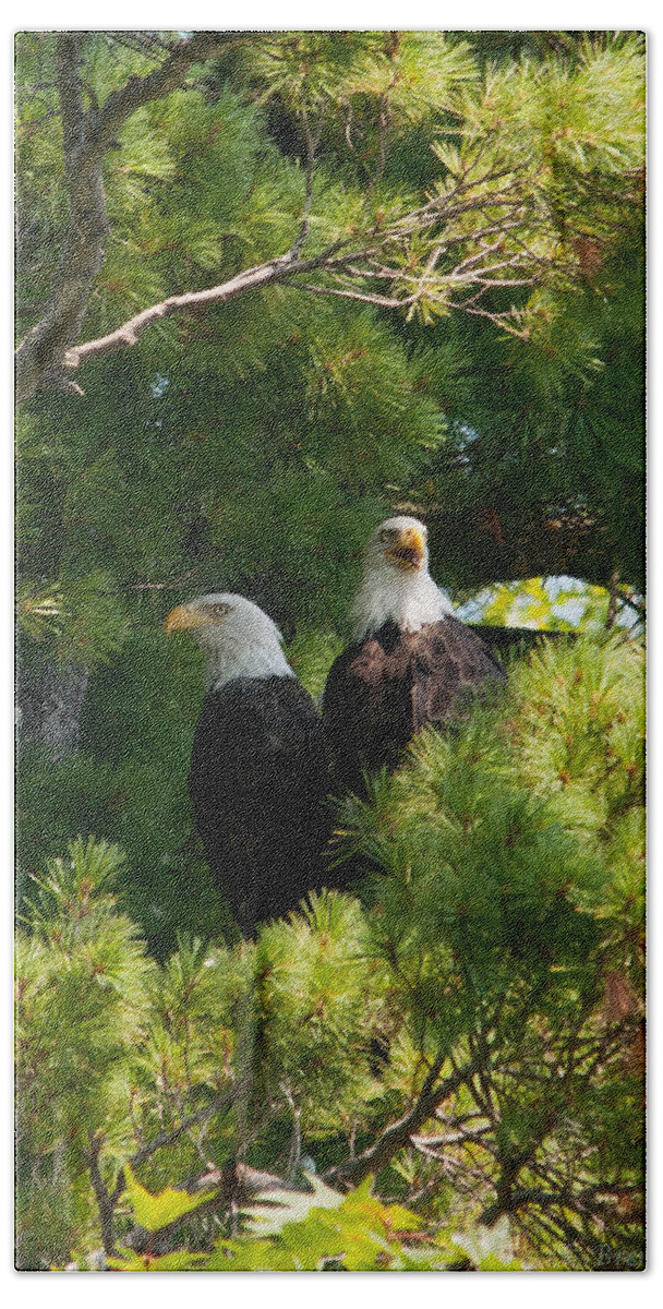 Bald Eagle Beach Towel featuring the photograph Not Listening by Brenda Jacobs