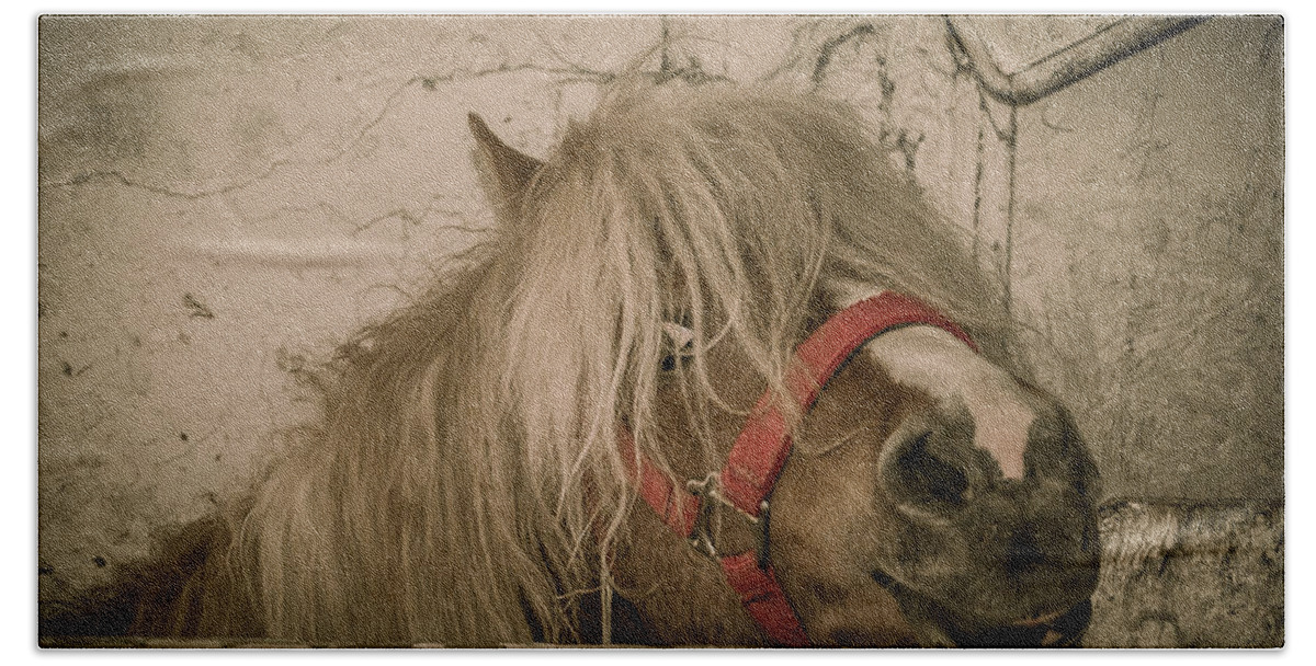 Horse Beach Towel featuring the photograph Not So Innocent by Bianca Nadeau