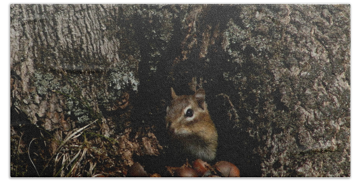 Chipmunk Beach Towel featuring the photograph Nut Therapy by Neal Eslinger