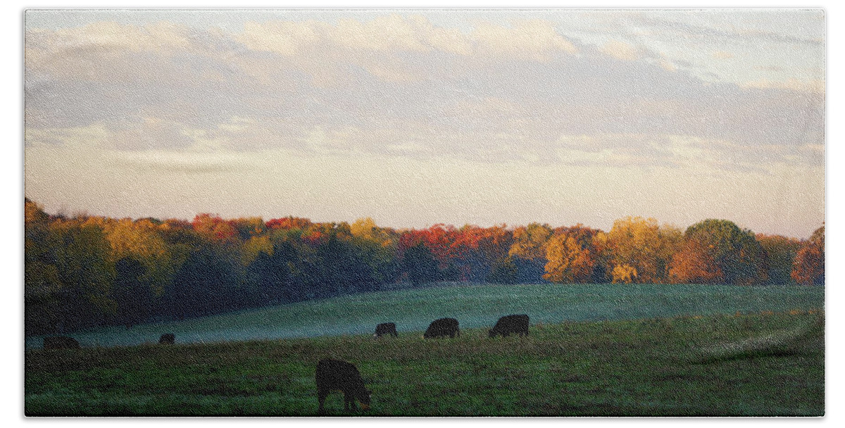 Cattle Beach Towel featuring the photograph October Morning by Cricket Hackmann