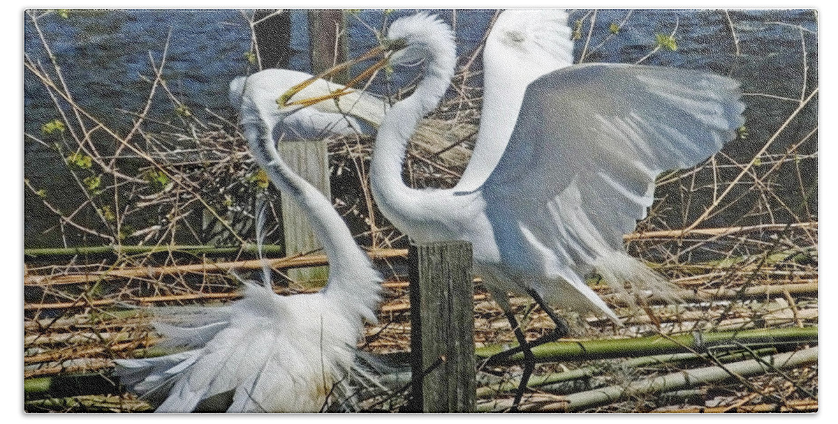 Egrets Beach Sheet featuring the photograph Oh Baby thats What I like by Lizi Beard-Ward