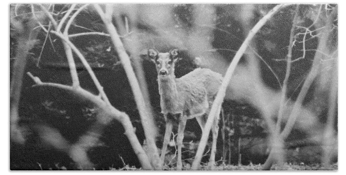 Black And White Beach Towel featuring the photograph Oh Deer by Carrie Ann Grippo-Pike