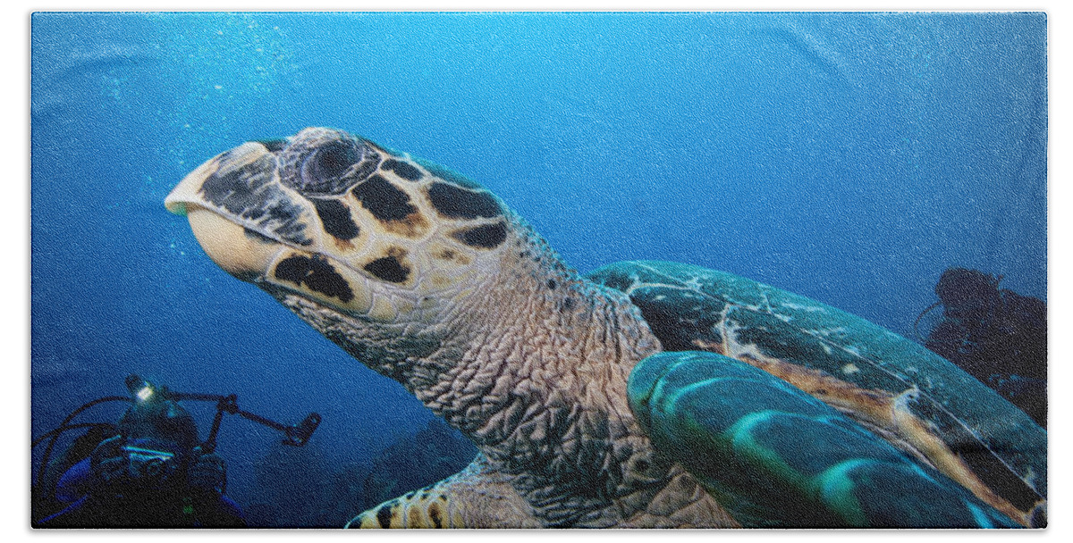 Hawksbill Turtle Beach Sheet featuring the photograph Oh that Paparazzi by Jean Noren