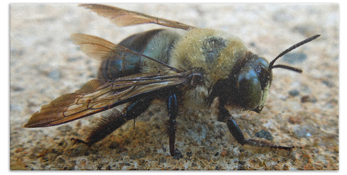 Macro Beach Towel featuring the photograph Old Carpenter Bee by Pete Trenholm