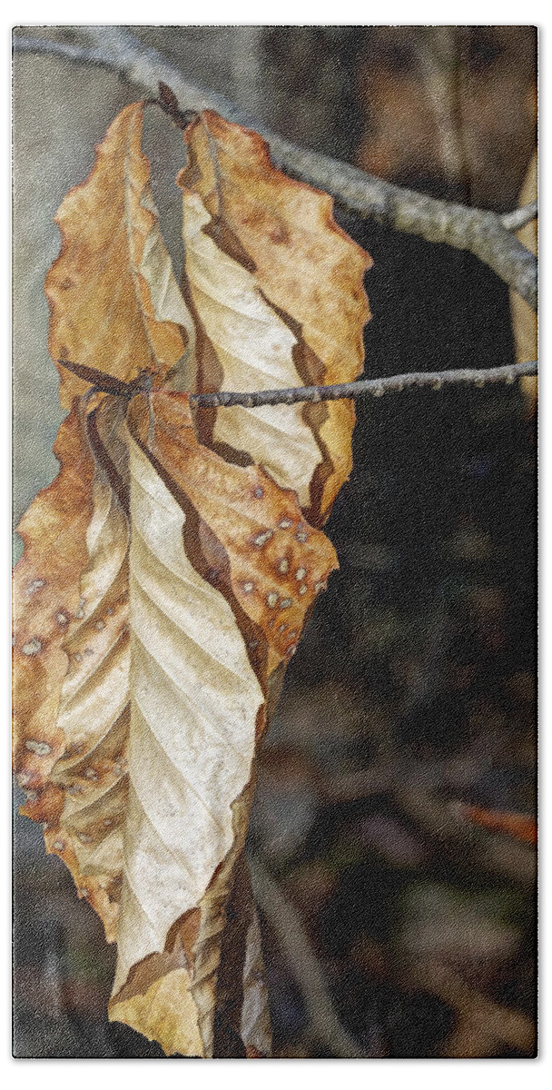 Beech Beach Towel featuring the photograph Old Leaves New Buds by Carol Senske