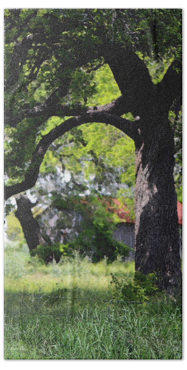 Texas Landscape Beach Towel featuring the photograph Old Texas Oak Tree by Connie Fox