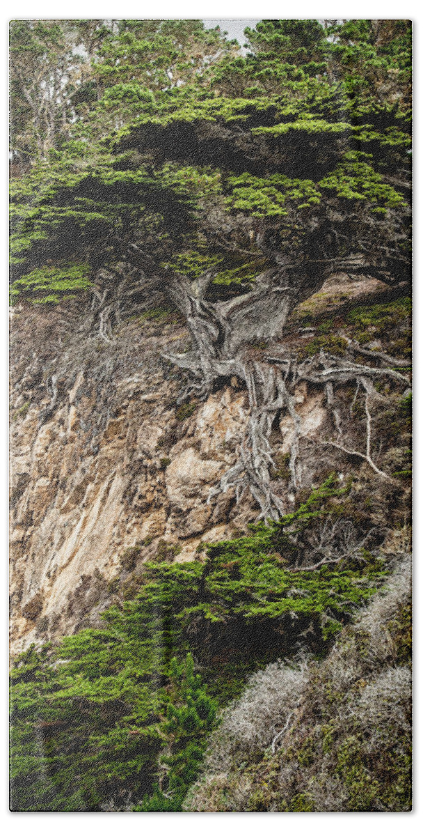 Old Veteren Cypress Tree Beach Towel featuring the photograph Old Veteren Cypress Tree by George Buxbaum