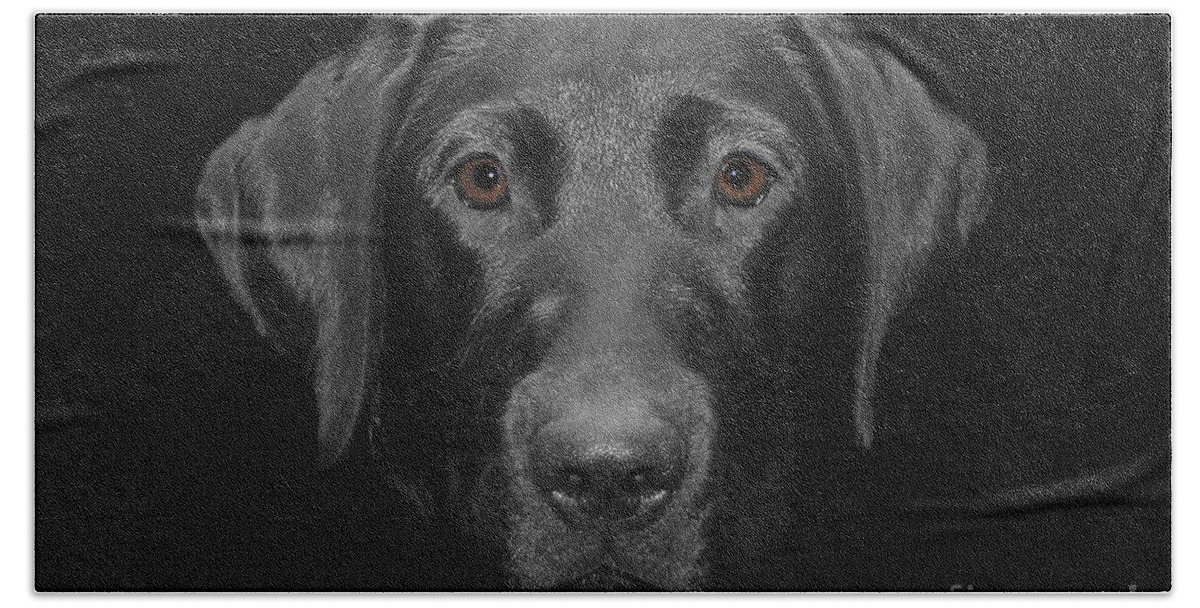 Labrador Beach Towel featuring the photograph Olivia by Vix Edwards