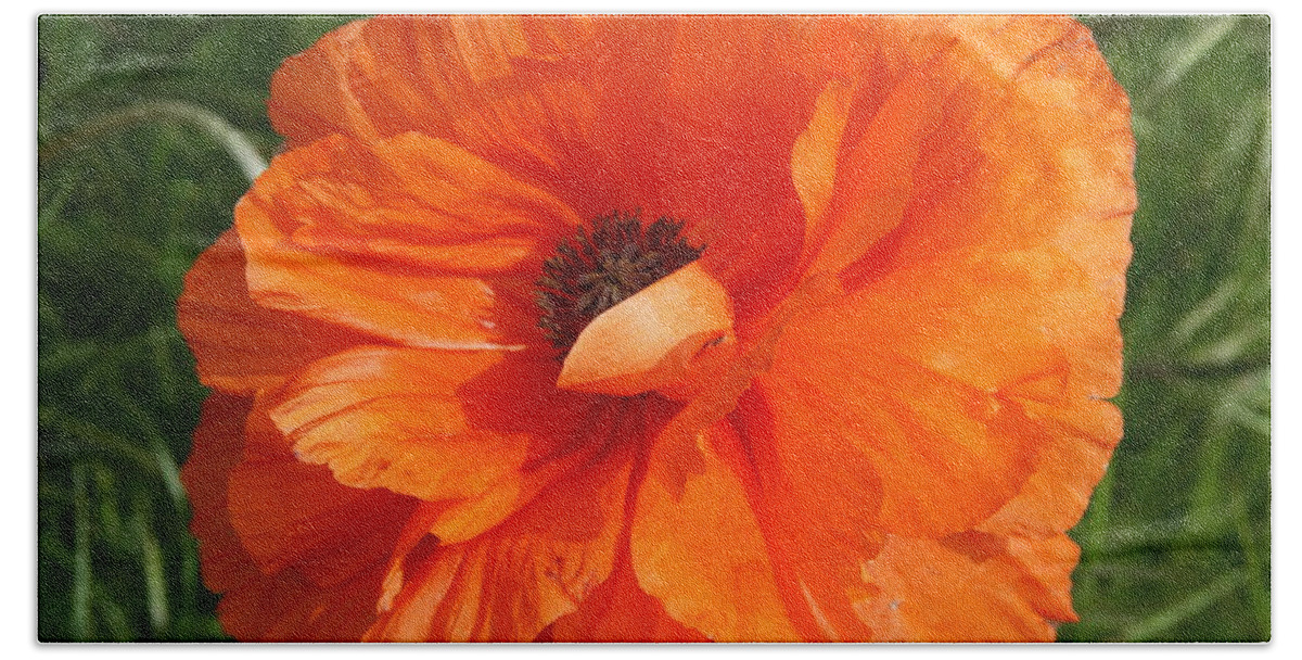 Poppy Beach Towel featuring the photograph Olympia Orange Poppy by Christiane Schulze Art And Photography