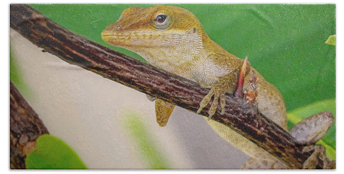 Lizard Beach Towel featuring the photograph On Guard Squared by TK Goforth