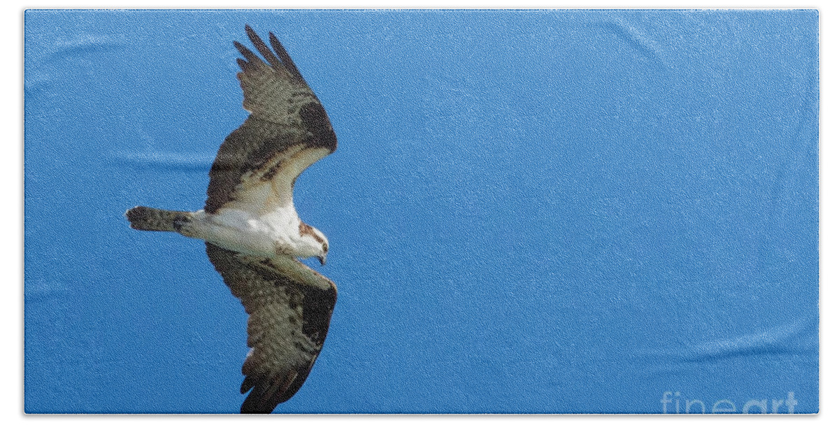 Osprey Beach Sheet featuring the photograph On the Lookout for Fish by Gary Holmes