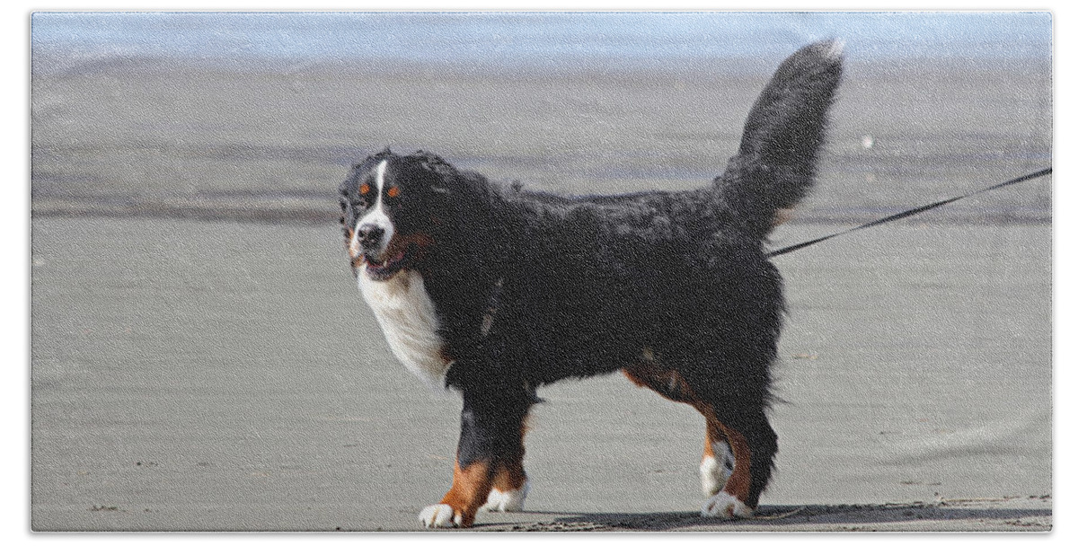 Dog Beach Towel featuring the photograph One Happy Boy by Jeanette C Landstrom