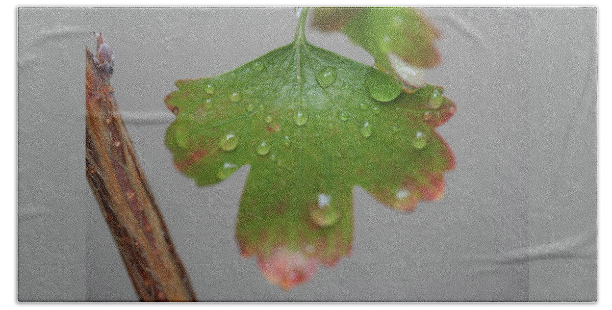 Leaf Beach Towel featuring the photograph Rain drops on Leaf by Valerie Collins