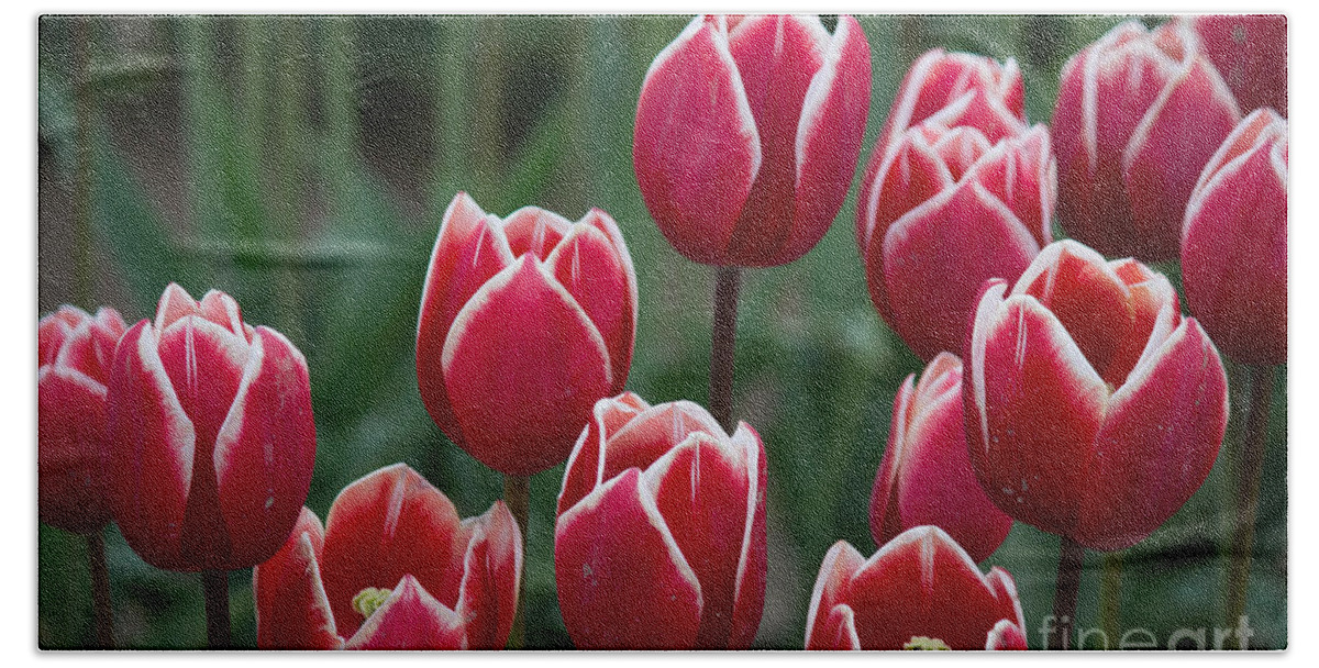 Tulips Beach Sheet featuring the photograph Opening by Patricia Babbitt