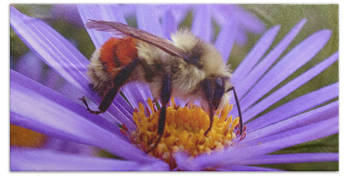 Bees Beach Towel featuring the photograph Orange-banded Bee by Rona Black