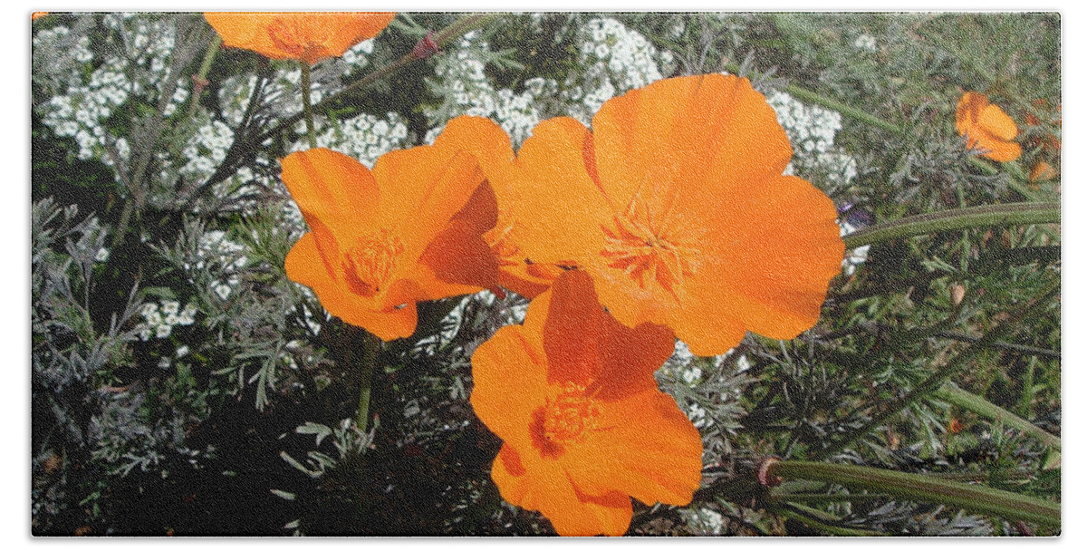 Flowers Orange Landscape Wildlife Nature California Beach Sheet featuring the photograph Orange Delight by Brenda Salamone