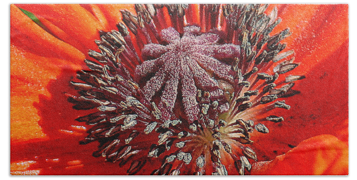 Nature Beach Towel featuring the photograph Orange Poppy by William Selander