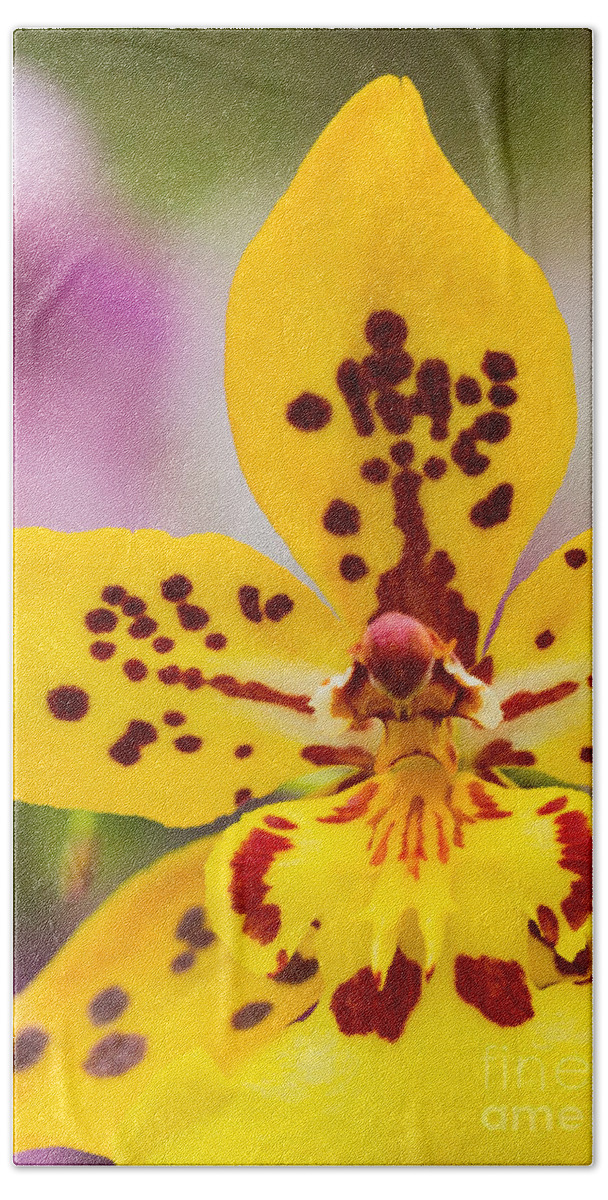 Orchid Beach Towel featuring the photograph Orchid 2 of 3 by Brad Marzolf Photography