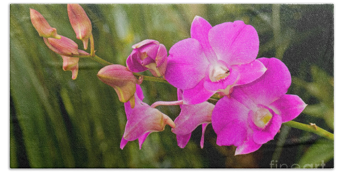 Nature Beach Towel featuring the photograph Orchid Dendrobium by Millard H. Sharp