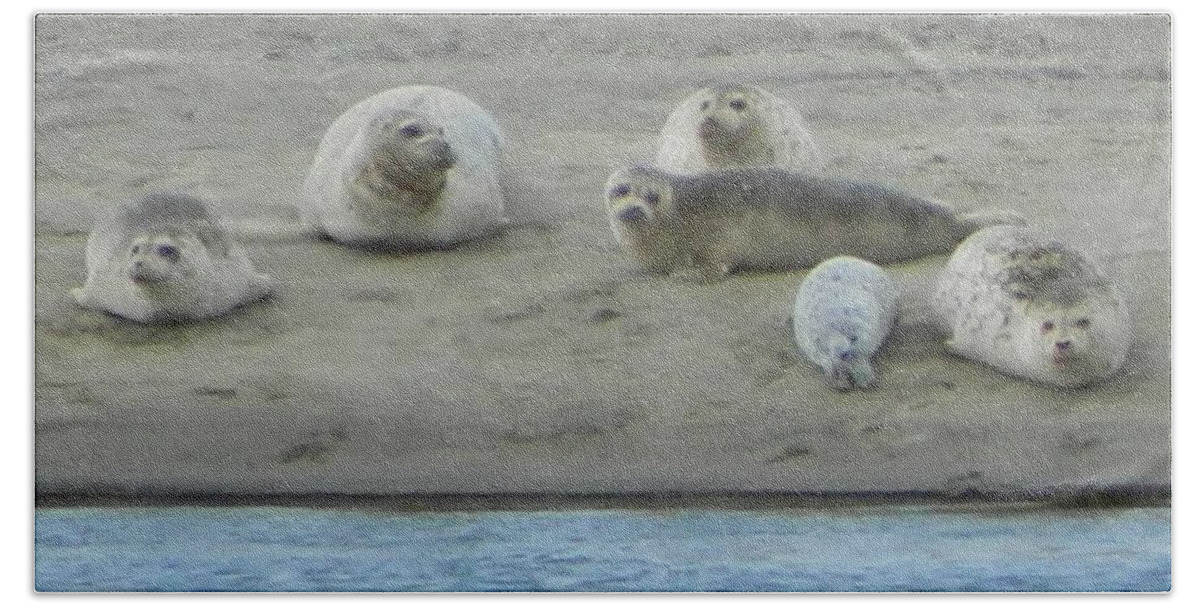 Netarts Bay Beach Towel featuring the photograph Oregon Coast Seals by Gallery Of Hope 