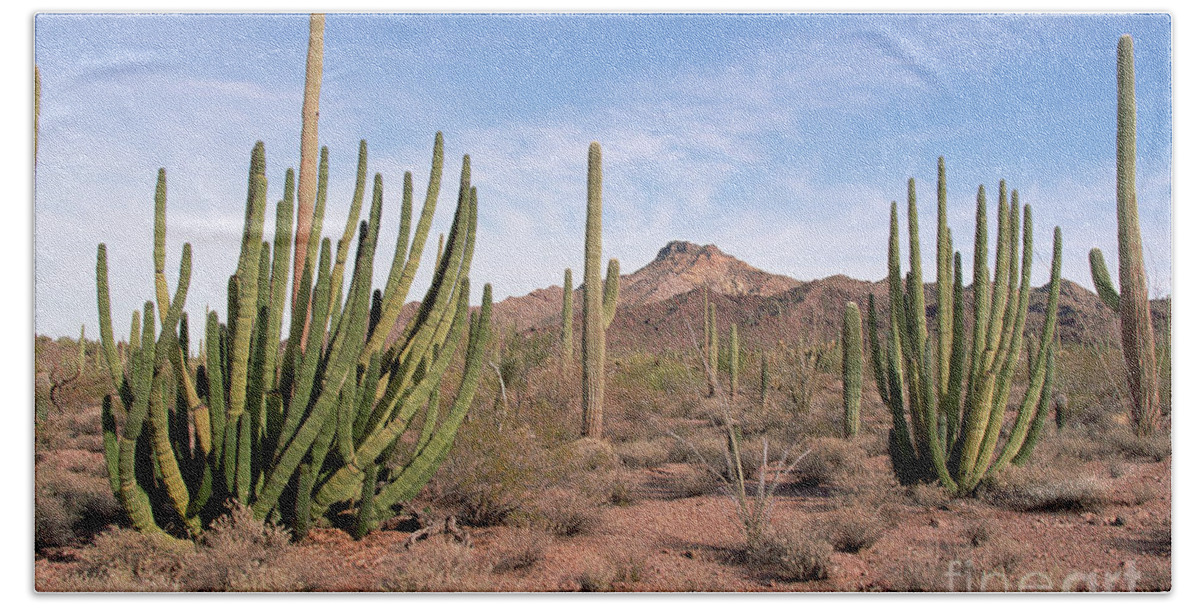 00343705 Beach Towel featuring the photograph Organ Pipe Cactus Natl Monument by Yva Momatiuk and John Eastcott