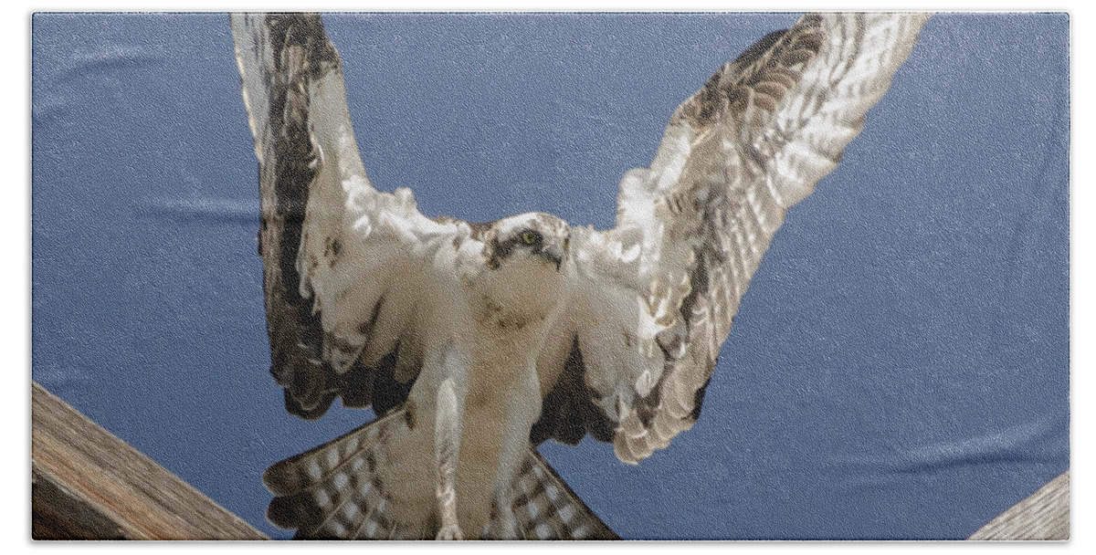 Osprey Beach Towel featuring the photograph Osprey Landing by Dale Powell