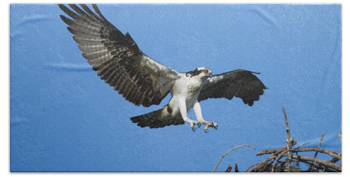 00221405 Beach Towel featuring the photograph Osprey Landing by Tom Vezo