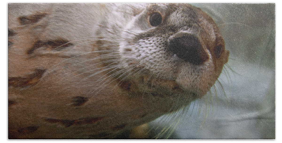 Otter Beach Towel featuring the photograph Otter Be Lookin' at You Kid by John Haldane